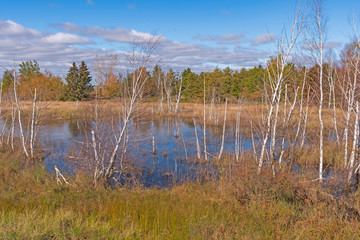 Birch Trees in a Lake Shore Pond