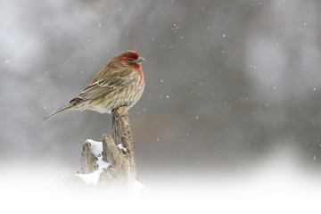 House Finch, Haemorhous mexicanus, in snow storm