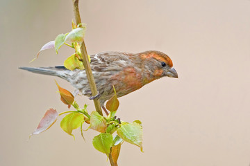 House Finch, Haemorhous mexicanus, on branch