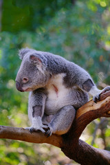 Naklejka na ściany i meble A koala on a eucalyptus gum tree in Australia