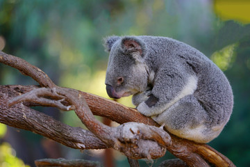 A koala on a eucalyptus gum tree in Australia