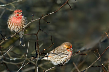 Pair of House Finch, Haemorhous mexicanus