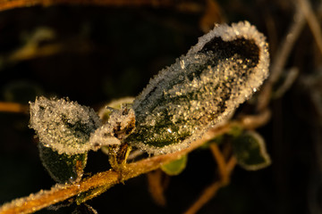 Frosty Leaf