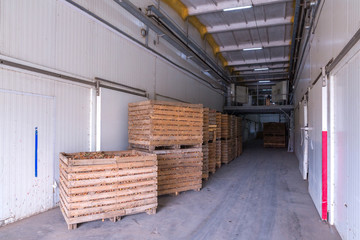 Onion storage. Crops warehouse. Dry cool storage. Stacked wooden crates with onion bulbs.