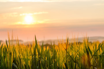 Fototapeta premium Sonnenaufgang Feld Landschaft
