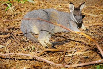 Australian wallaby kangaroo at a park in Perth, Australia