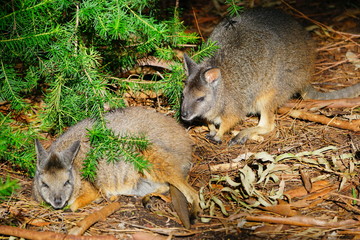 Naklejka premium Australian wallaby kangaroo at a park in Perth, Australia