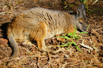 Australian wallaby kangaroo at a park in Perth, Australia