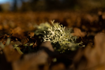 Lichen