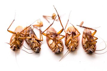 Selective focus to cockroach on white isolated background.