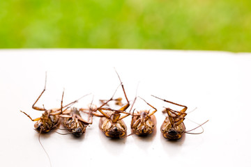 Selective focus to cockroach on white isolated background and garden green background.