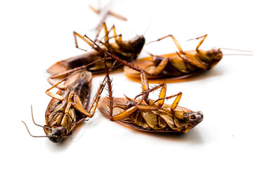Selective focus to cockroach on white isolated background.