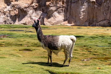 Lhama