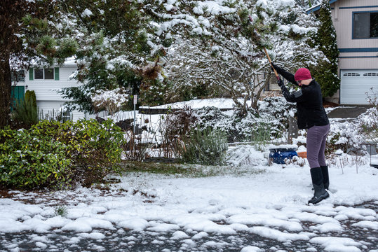 Mature woman knocking wet heavy snow off a pine tree in a garden, snow day