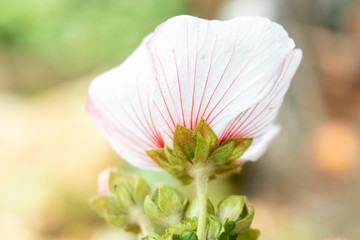 flor,madeira, natureza, composição, floral, 