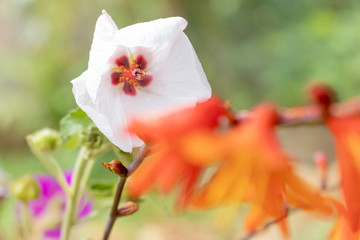 flor,madeira, natureza, composição, floral, 
