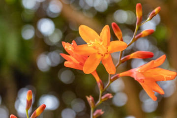 flor,madeira, natureza, composição, floral, 
