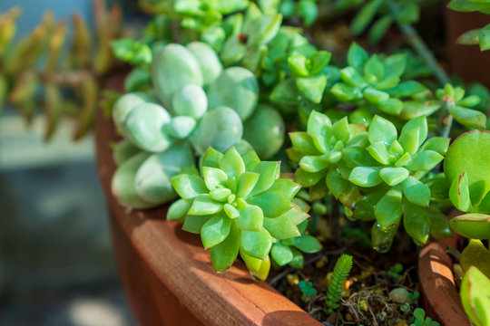 多肉植物」の写真素材 | 2,408,289件の無料イラスト画像 | Adobe Stock