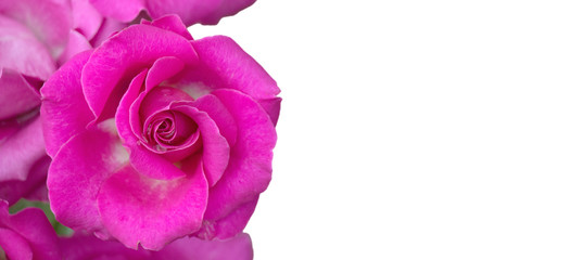 Frame of flowers roses isolated on white background