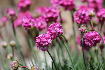 Grasnelke - Armeria Maritima