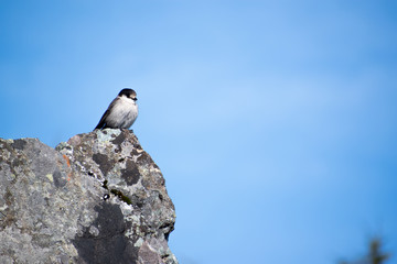 bird on rock