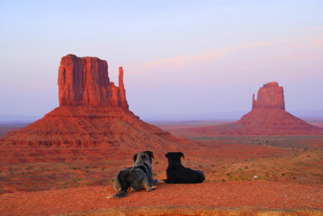  Two dogs laying on the ground and staring at the buttes near Monument Valley National Park, Arizona, U.S.A