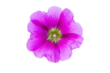 blooming single Hollyhock flowers pink purple color in isolated white background with clipping path