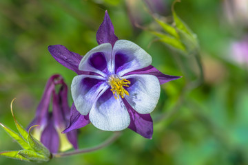 Columbine