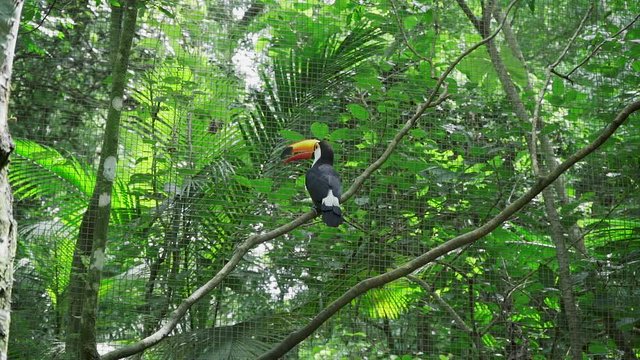 Slow Motion Medium Back Tucano Bird Park Foz do Igua&ccedil;u Zoo Brazil