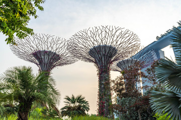 Super Tree Singapore © Piotr