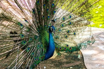 Obraz premium Isolated peacock, Kuala Lumpur Bird Park, Malaysia