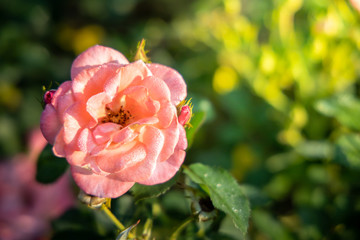 Roses in the garden
