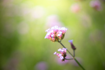 The background image of the colorful flowers