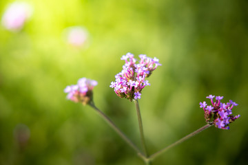 Obraz premium The background image of the colorful flowers