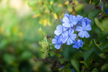 Fototapeta premium The background image of the colorful flowers