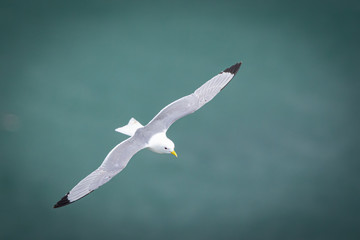 Kittiwake in flight