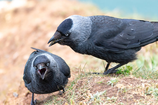 Jackdaws on cliff