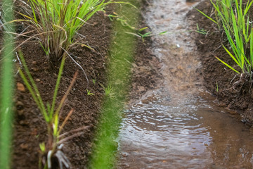 nascente, olhod"água, natureza, água, barro