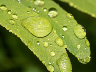 Water drops on plants