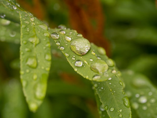 Water drops on plants