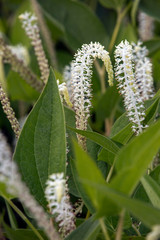 Amerikanischer Molchschwanz (Saururus cernuus)