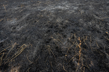 Black ash of burned grass on the hill. Background texture, close up