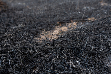 Black ash of burned grass on the hill. Background texture, close up