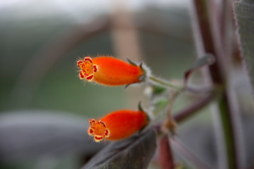 Gesneriengewächs Kohleria ocellata