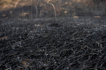 Black ash of burned grass on the hill. Background texture, close up