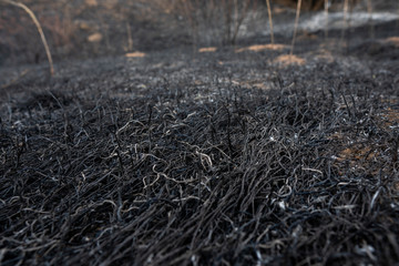 Black ash of burned grass on the hill. Background texture, close up