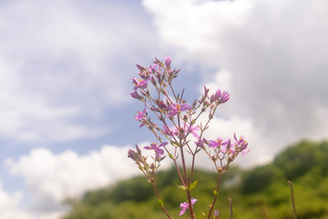 natureza, flores, colorido, cão, dócil, 