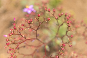 natureza, flores, colorido, cão, dócil, 