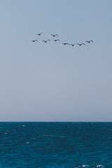 flock of black swans flying above the Indian Ocen shot from City Beach in Perth