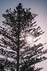 Norfolk Island pine trees shot in Western Australia in summer